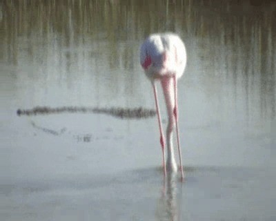 rosenflamingo - ML200813911