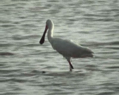 Eurasian Spoonbill - ML200813991