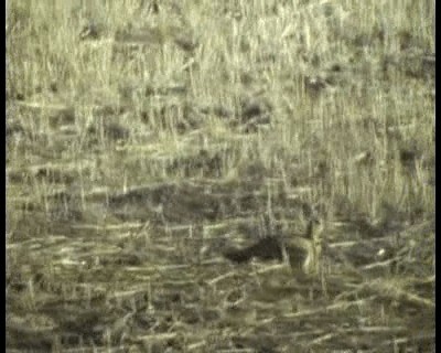 Pin-tailed Sandgrouse (Iberian) - ML200814041