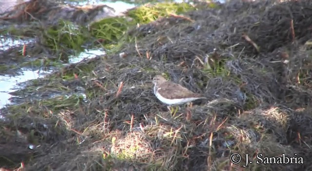 Spotted Sandpiper - ML200814361