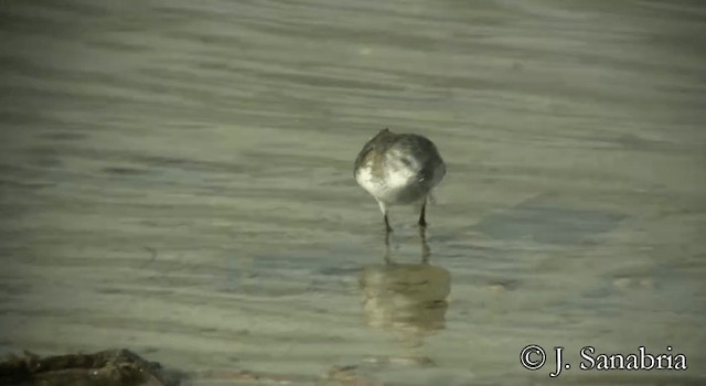 Semipalmated Sandpiper - ML200814441