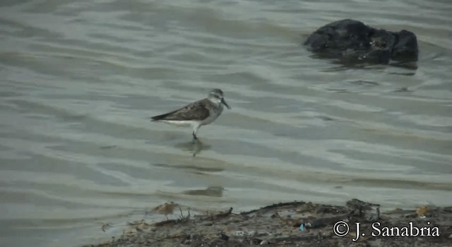 Semipalmated Sandpiper - ML200814461