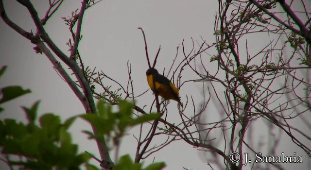 Puerto Rican Euphonia - ML200814471