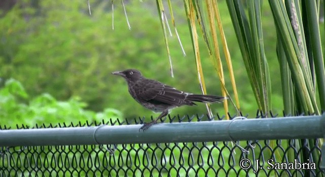 Pearly-eyed Thrasher - ML200814511