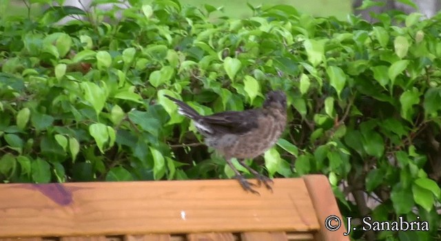 Pearly-eyed Thrasher - ML200814531