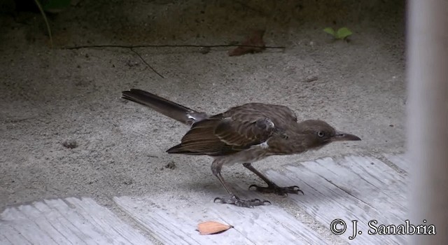 Pearly-eyed Thrasher - ML200814541