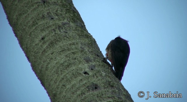 Puerto Rican Woodpecker - ML200814551