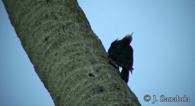 Puerto Rican Woodpecker - ML200814561