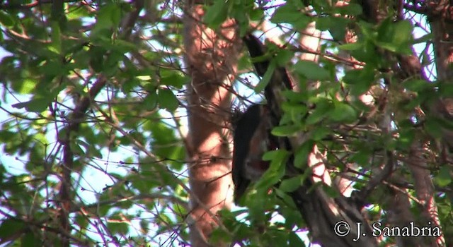 Puerto Rican Woodpecker - ML200814571