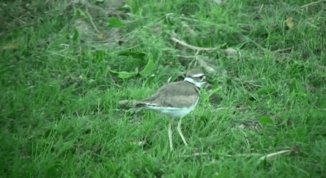 Killdeer - ML200814601