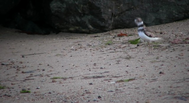 Killdeer - ML200814641