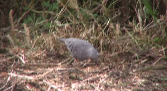 Common Ground Dove - ML200814721