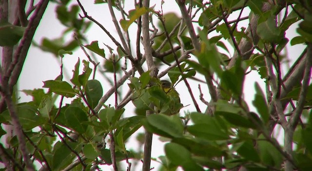 Adelaide's Warbler - ML200814751