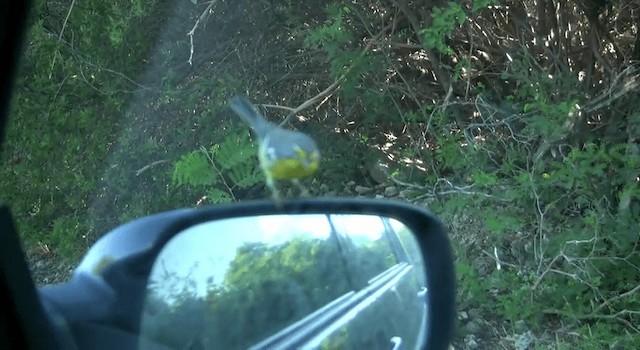 Adelaide's Warbler - ML200814771