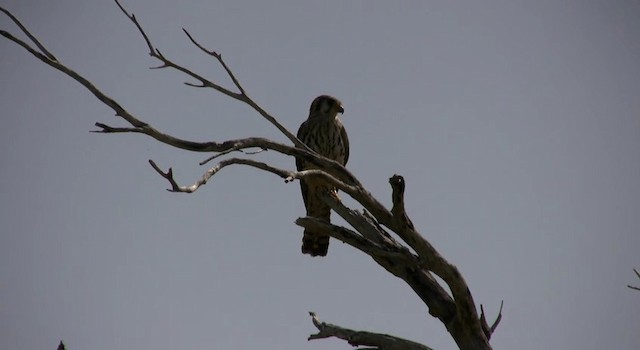 Buntfalke (caribaearum) - ML200814851