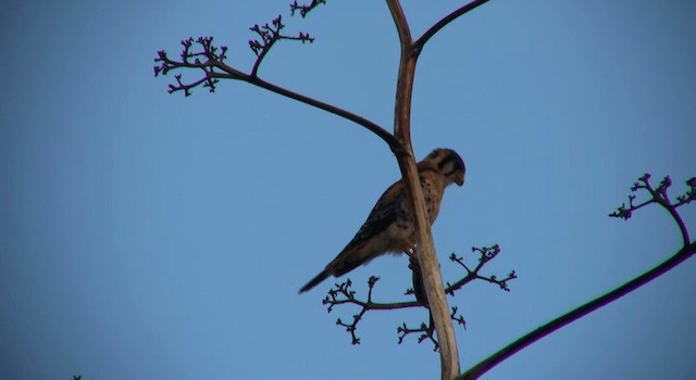 Buntfalke (caribaearum) - ML200814871