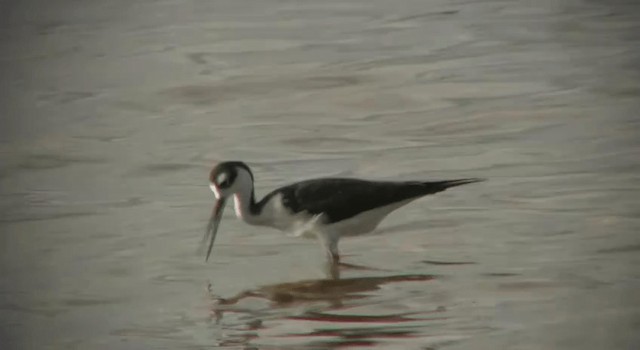 Black-necked Stilt (Black-necked) - ML200815021