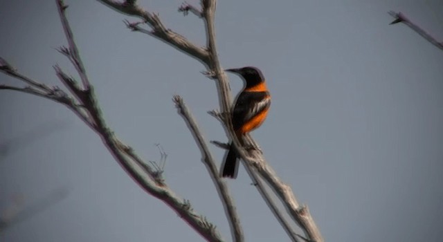 Oriole troupiale - ML200815031