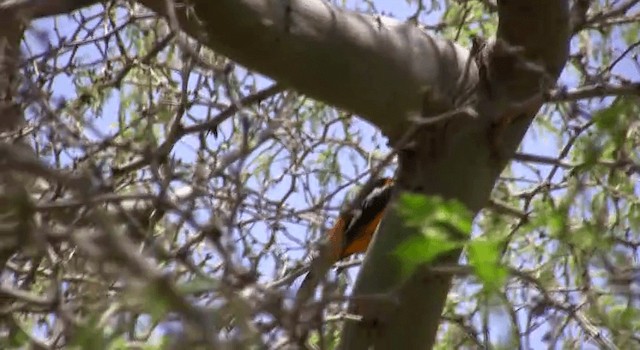 Venezuelan Troupial - ML200815041