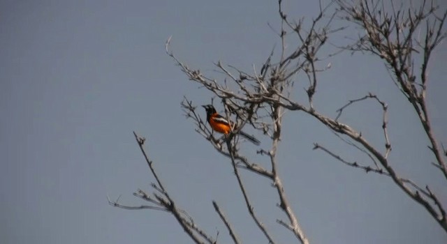 Oriole troupiale - ML200815051