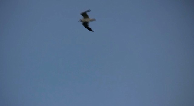 Laughing Gull - ML200815081