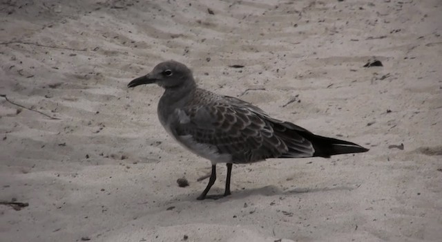 Laughing Gull - ML200815111