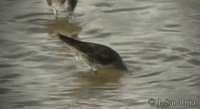 Stilt Sandpiper - ML200815141