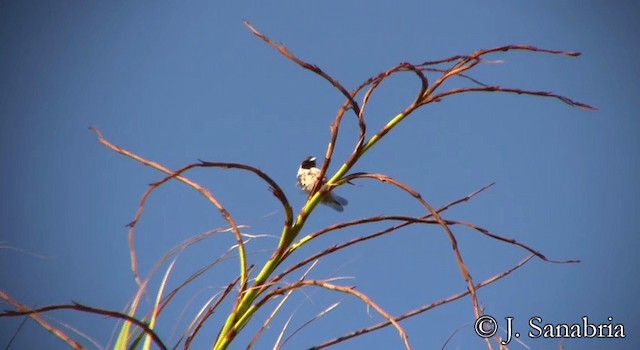 Kleinelsterchen - ML200815171