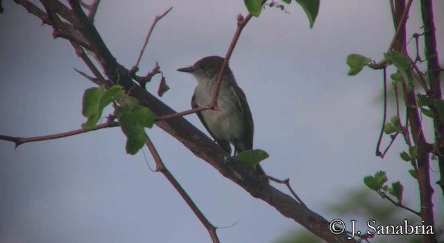 Puerto Rican Flycatcher - ML200815181