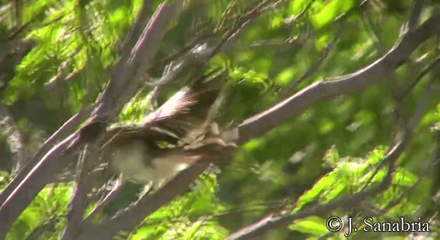 Puerto Rican Flycatcher - ML200815191