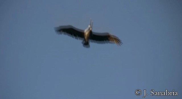Бурый пеликан (carolinensis) - ML200815231