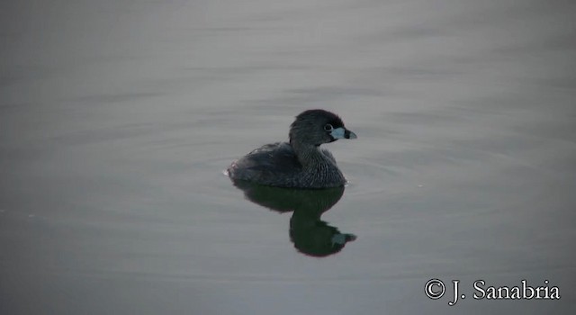 オビハシカイツブリ - ML200815321