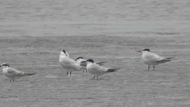 Sandwich Tern - ML200815411