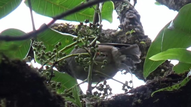 Reunion Bulbul - ML200815441