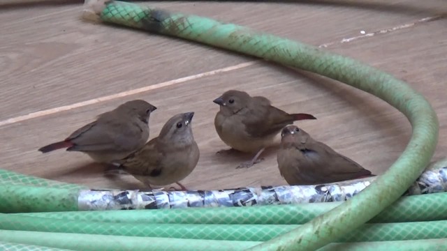 Red-billed Firefinch - ML200815451