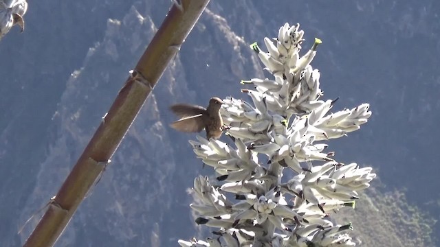 Giant Hummingbird - ML200815551