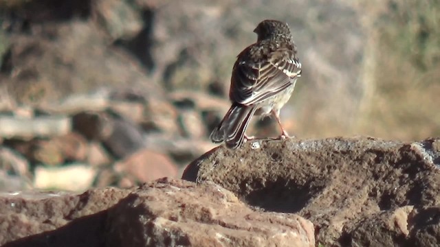 Band-tailed Sierra Finch - ML200815591