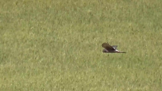 Cinereous Harrier - ML200815611