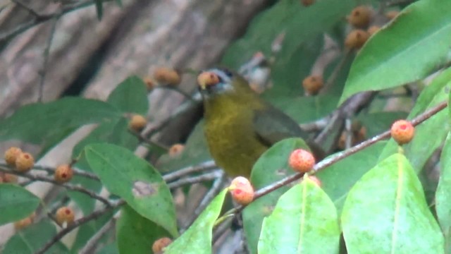 Golden-bellied Euphonia - ML200815671