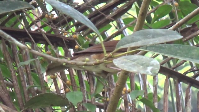 Hauxwell's Thrush - ML200815681