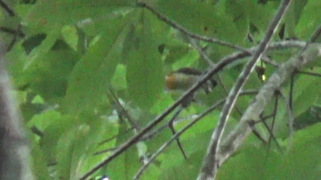 Lemon-throated Barbet (Flame-throated) - ML200815701