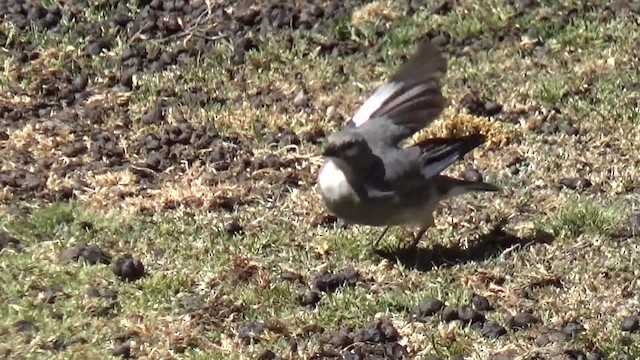 Glacier Finch - ML200815781