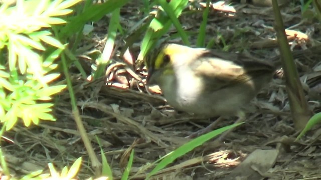 Yellow-browed Sparrow - ML200815791