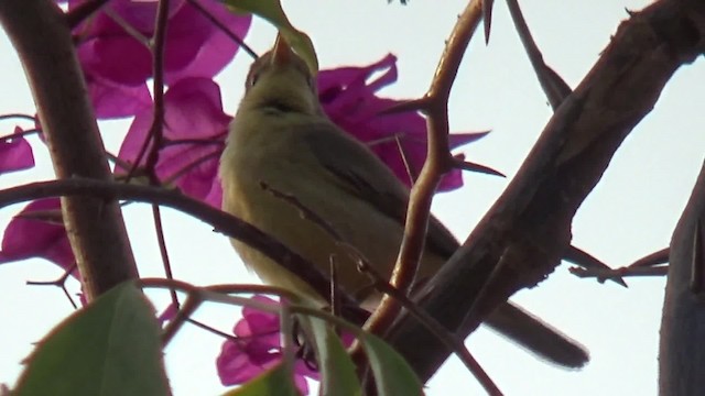 Melodious Warbler - ML200815821