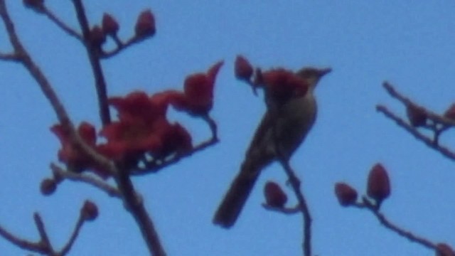 Bulbul Gorjiamarillo (flavicollis) - ML200815831