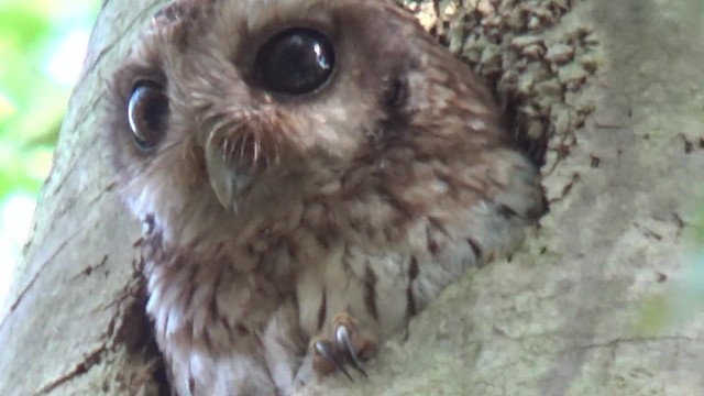 Bare-legged Owl - ML200815851