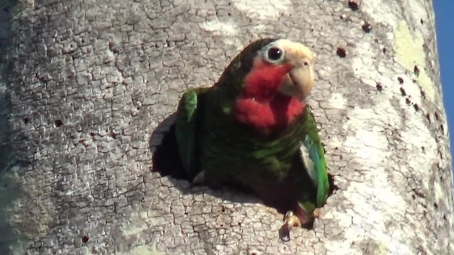 Амазон кубинський (підвид leucocephala) - ML200815861