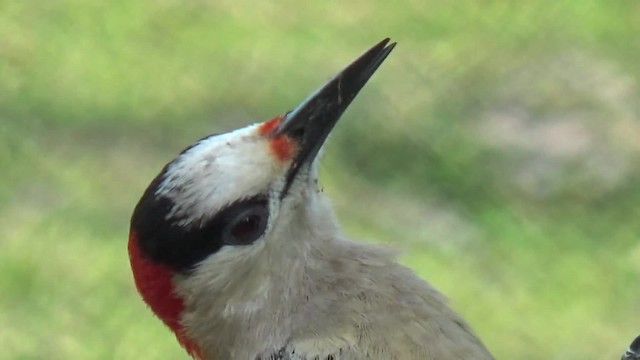 West Indian Woodpecker - ML200815881