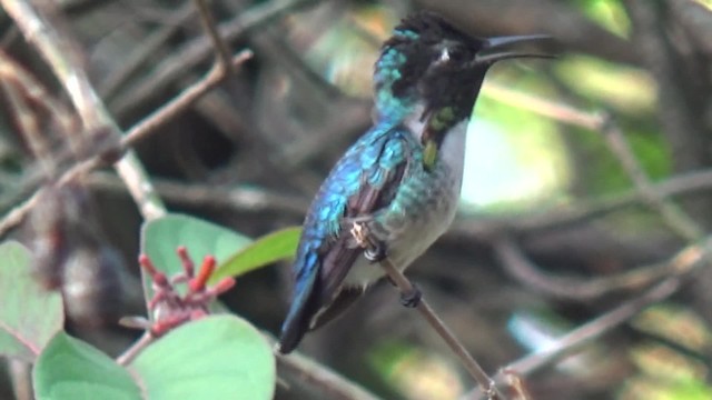 Bee Hummingbird - ML200815931