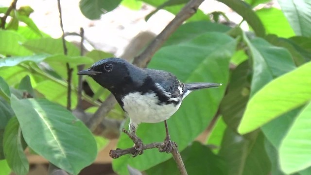 Black-throated Blue Warbler - ML200815941